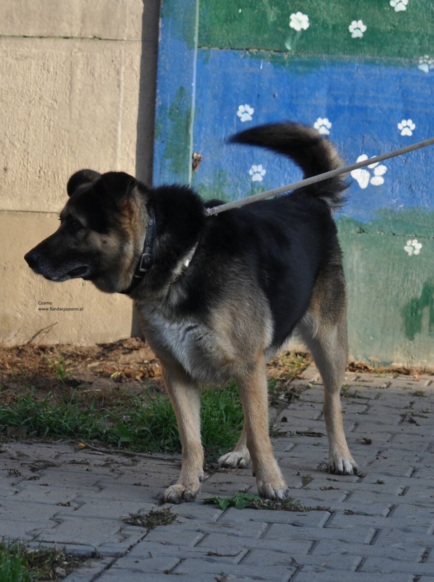 Cosmo - obrazek 9