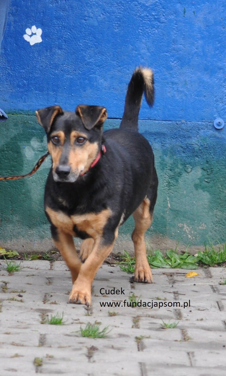 Cudek - obrazek 7