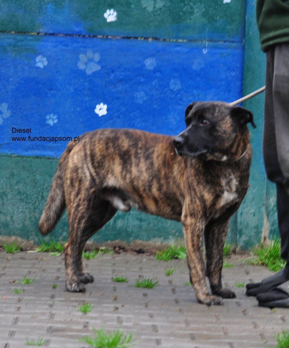 Diesel - obrazek 2