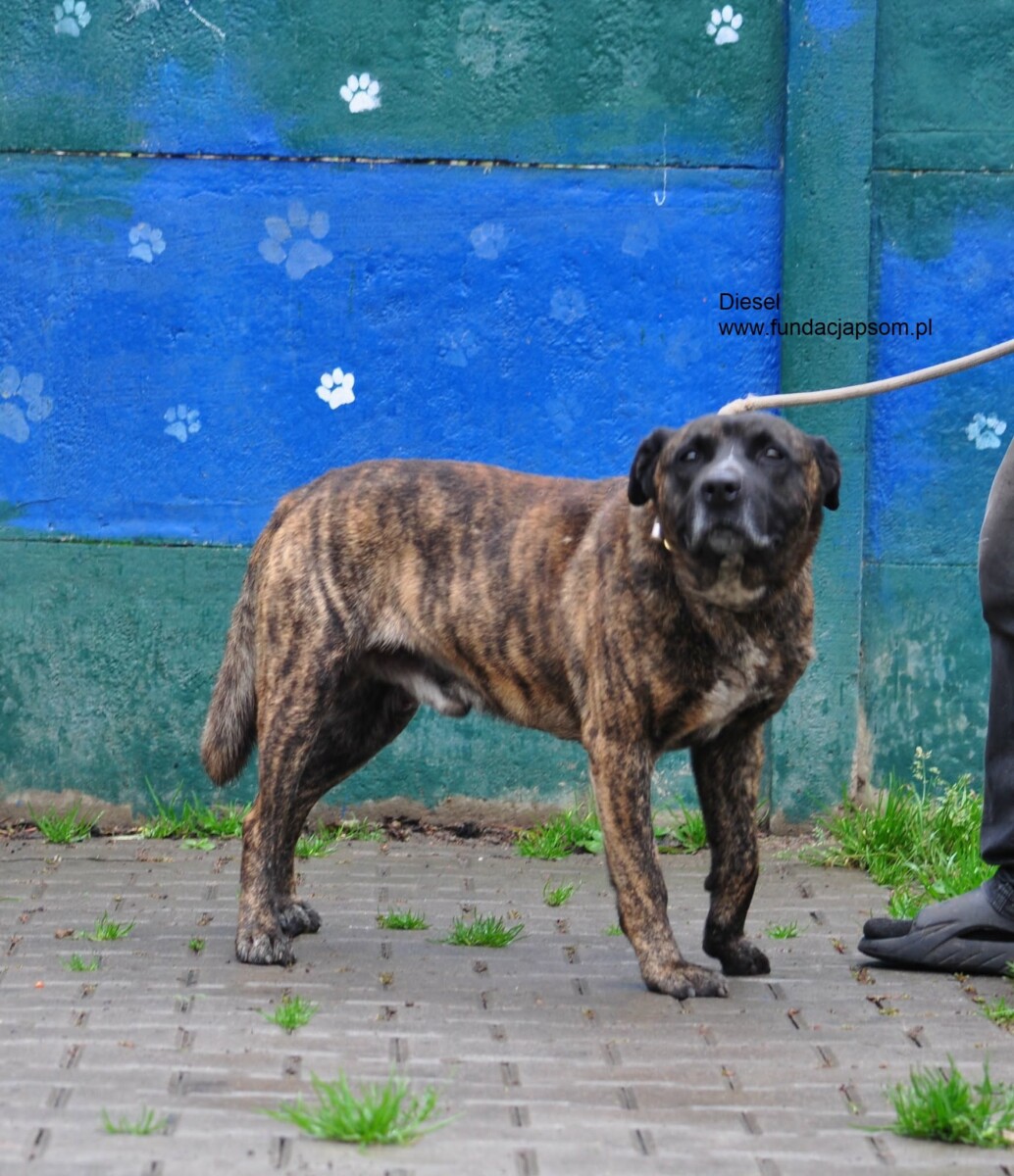 Diesel - obrazek 3