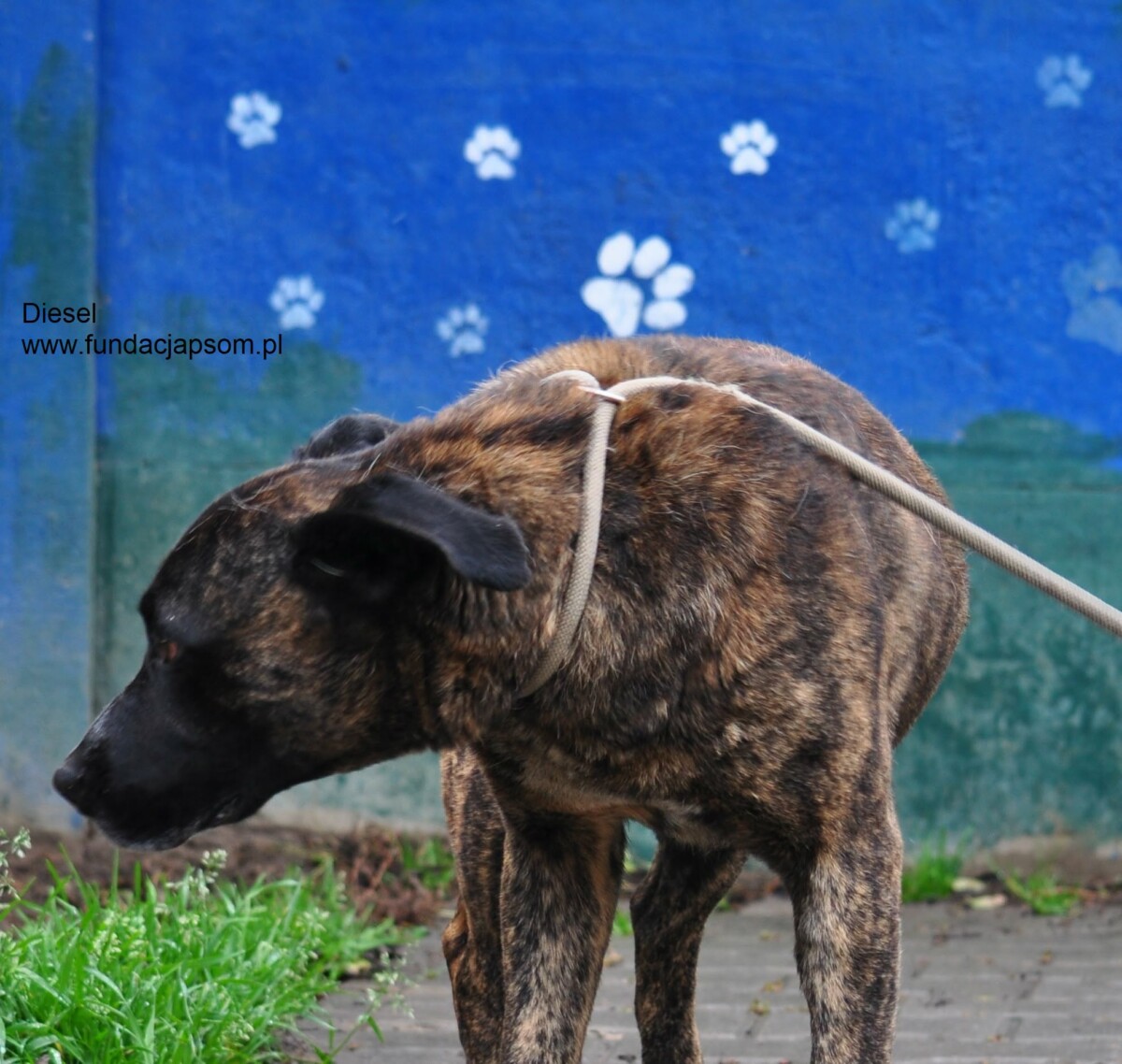 Diesel - obrazek 4