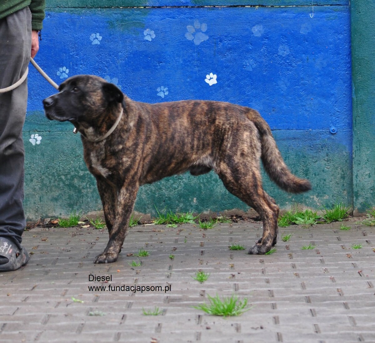 Diesel - obrazek 5