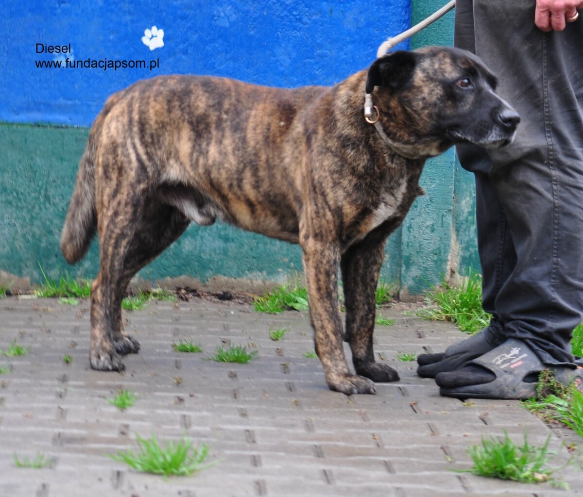 Diesel - obrazek 6
