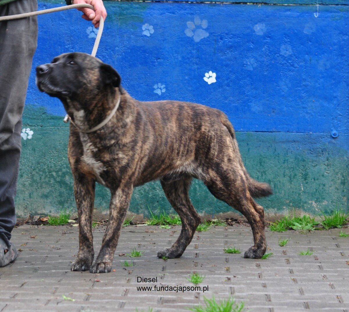 Diesel - obrazek 7