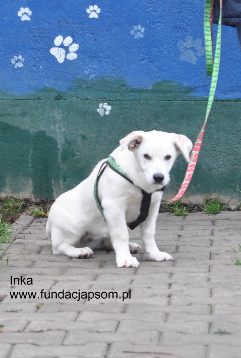 Inka - obrazek 10