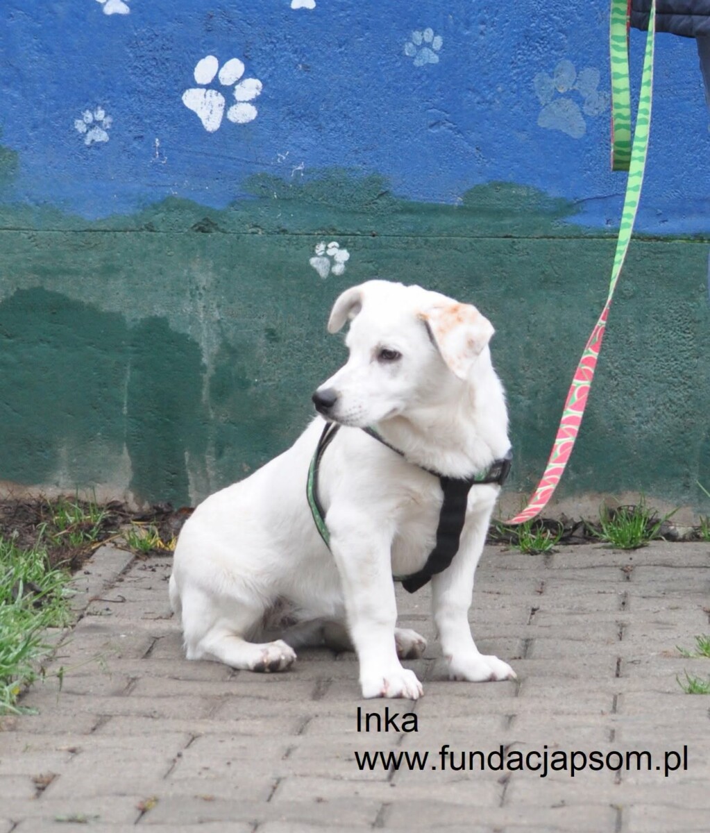 Inka - obrazek 3