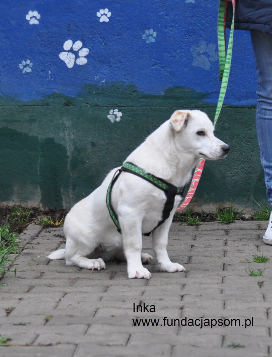 Inka - obrazek 9