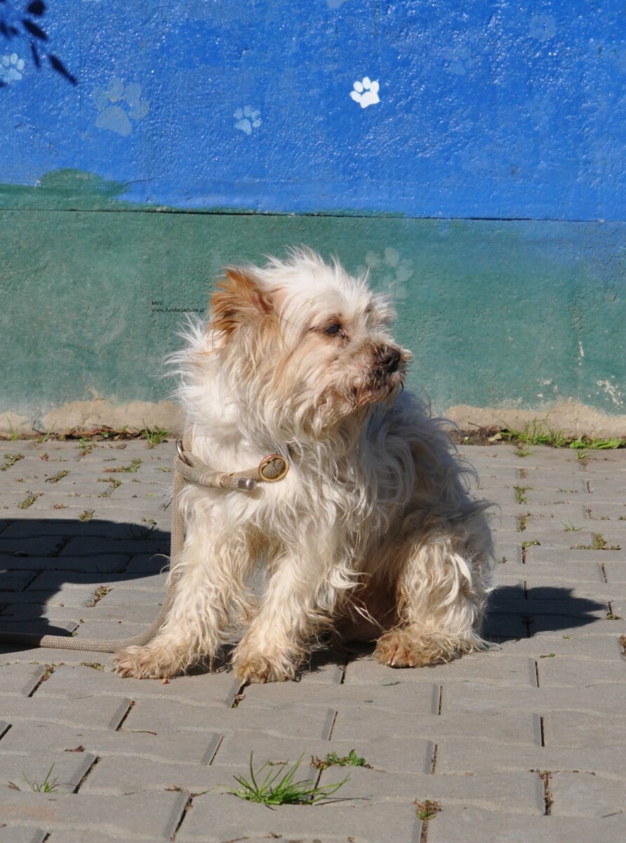 Miro - obrazek 3