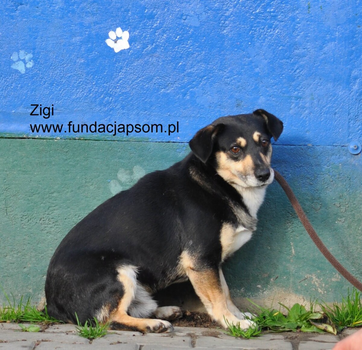 Zigi - obrazek 2