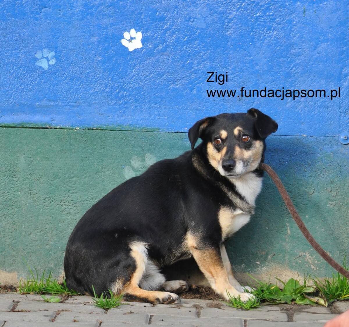 Zigi - obrazek 9